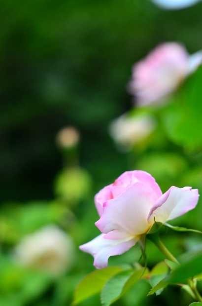 今年の薔薇 ②　　My Rose Garden 2018 2_d0025294_14103627.jpg