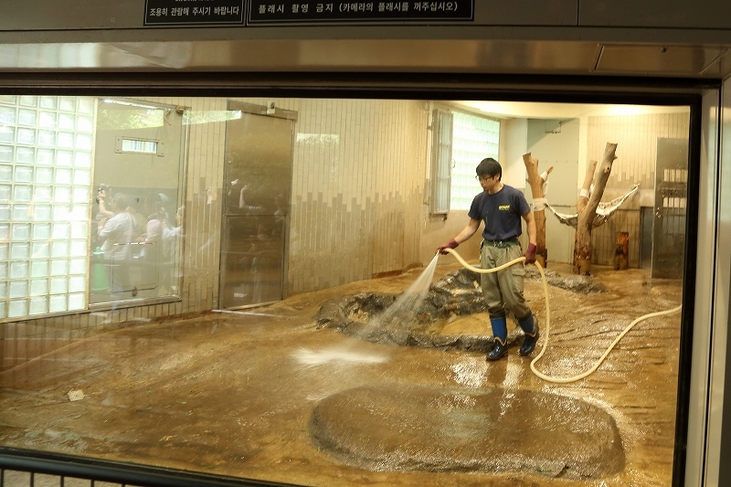 シャンシャンでしゅ。わたしの観覧は、列に並んだ順に変わりました（上野動物園）_b0291402_05383101.jpg