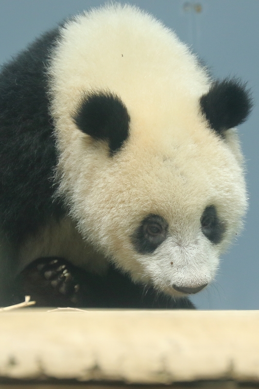 シャンシャンでしゅ。わたしの観覧は、列に並んだ順に変わりました（上野動物園）_b0291402_05384877.jpg