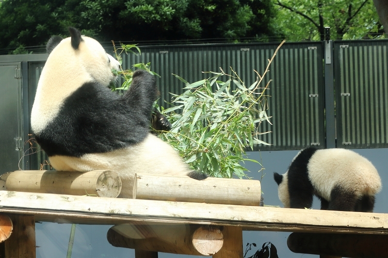 シャンシャンでしゅ。わたしの観覧は、列に並んだ順に変わりました（上野動物園）_b0291402_05390002.jpg