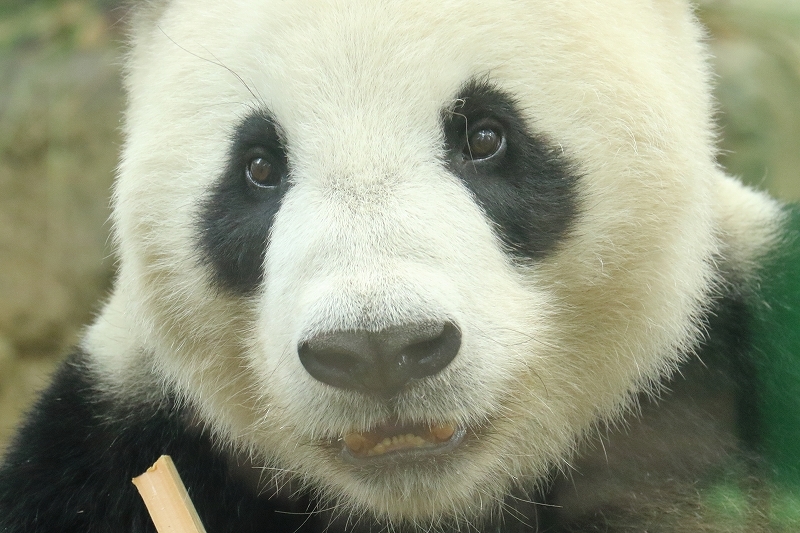 シャンシャンでしゅ。わたしの観覧は、列に並んだ順に変わりました（上野動物園）_b0291402_05391379.jpg