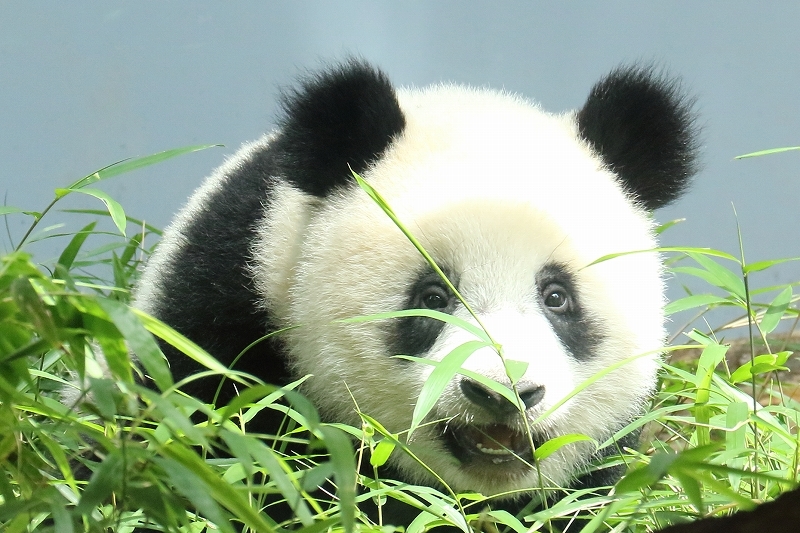 シャンシャンでしゅ。わたしの観覧は、列に並んだ順に変わりました（上野動物園）_b0291402_05394824.jpg