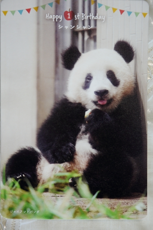 シャンシャンでしゅ。わたしの観覧は、列に並んだ順に変わりました（上野動物園）_b0291402_05480552.jpg