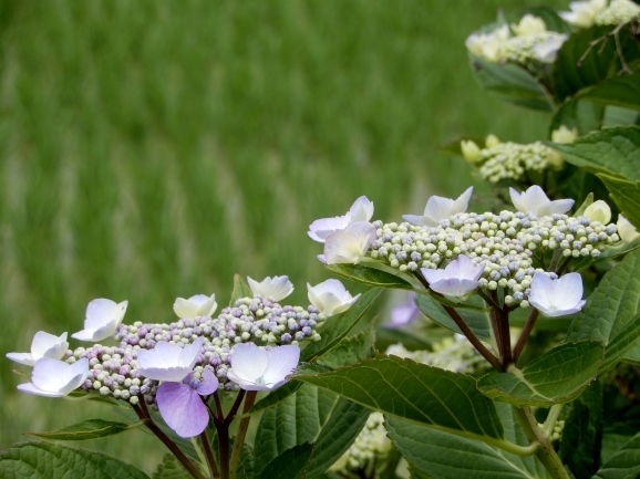 紫陽花はうそつき The Hydrangea Is A Liar ももさえずり 紀行編 Cent Chants De Chouette