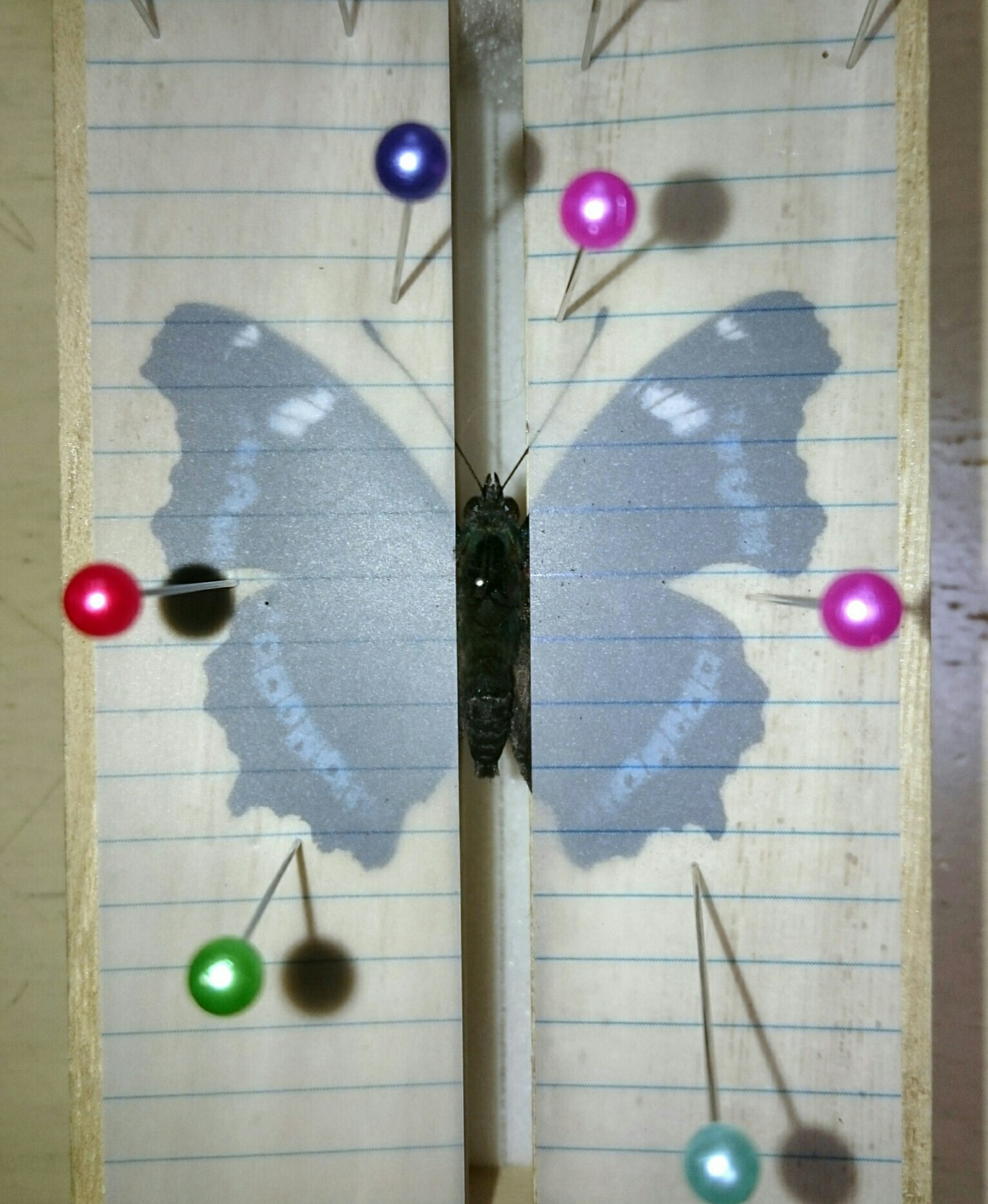 a0361610_21135761.jpg