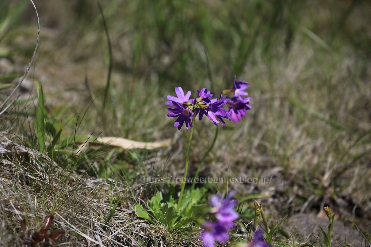 b0062024_22031362.jpg