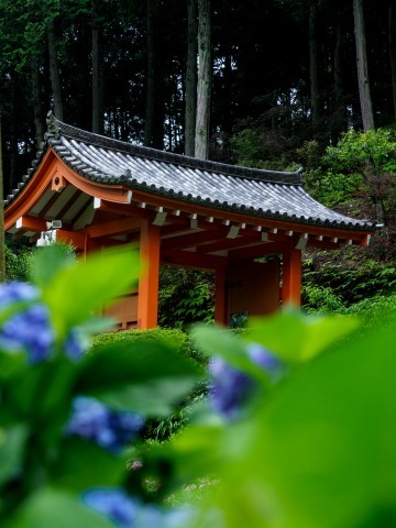 アジサイ撮影_c0077531_20375223.jpg