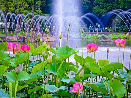 2018.6.17噴水とハスの花(府中市立郷土の森公園)_e0321032_21503383.jpg