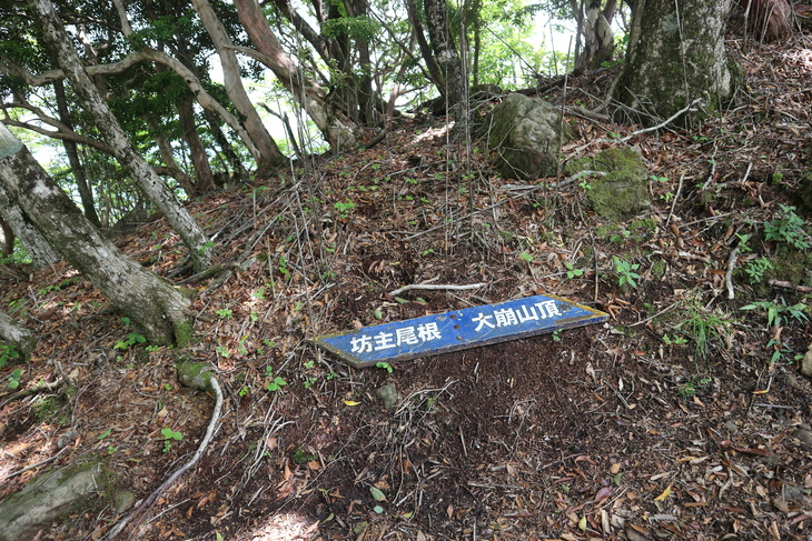 大崩山のササユリに感動！_e0272335_18212544.jpg