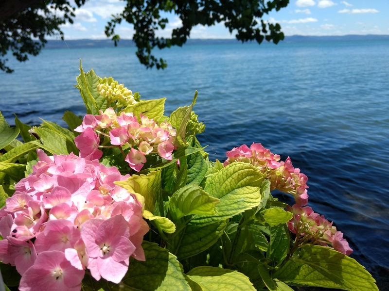 紫陽花愛でにボルセーナ湖へ_f0234936_33373.jpg