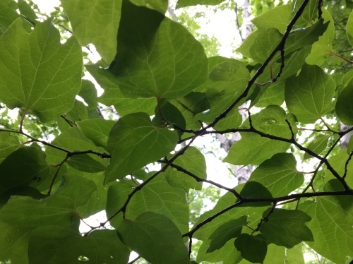 b0330040_15194561.jpeg