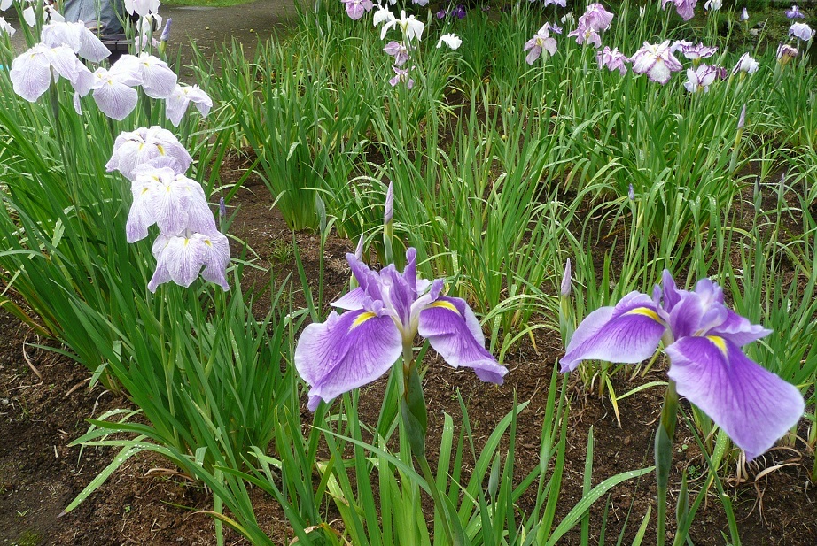 c0147241_20300715.jpg
