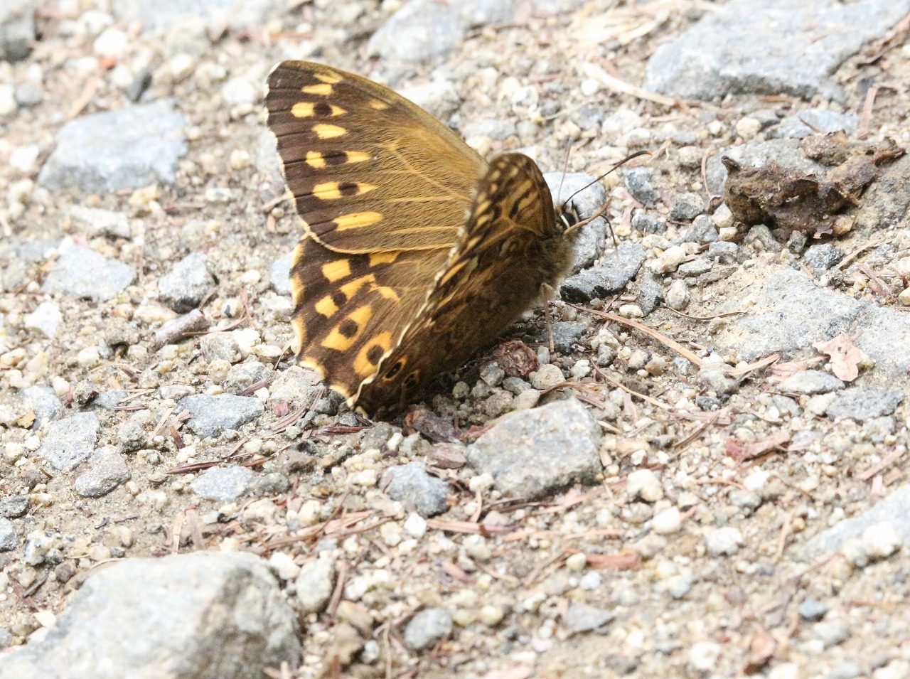 d0361041_21465522.jpg