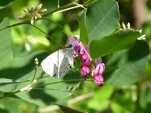 野甘草、石榴、花石榴、丸葉萩、紫陽花_c0051143_2211578.jpg