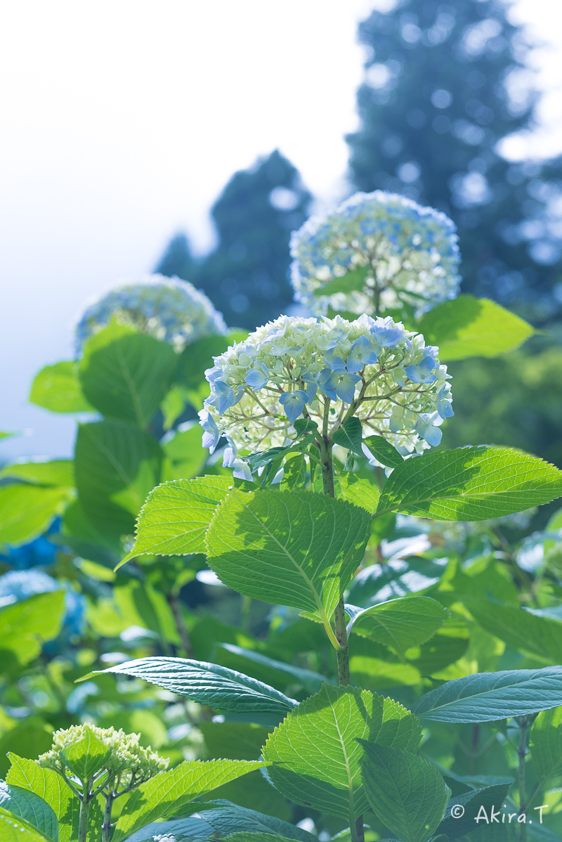 紫陽花 2018 -1-_f0152550_17383931.jpg