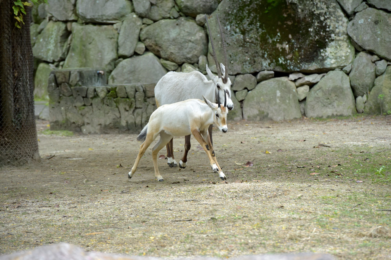 アラビアオリックス親子 動物園へ行こう アラビアオリックス親子 動物園へ行こう