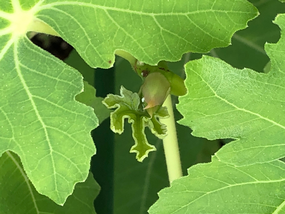 b0181457_20510148.jpg