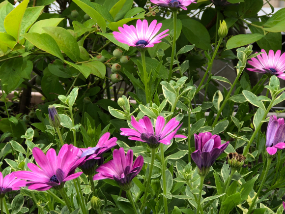 b0181457_20513421.jpg