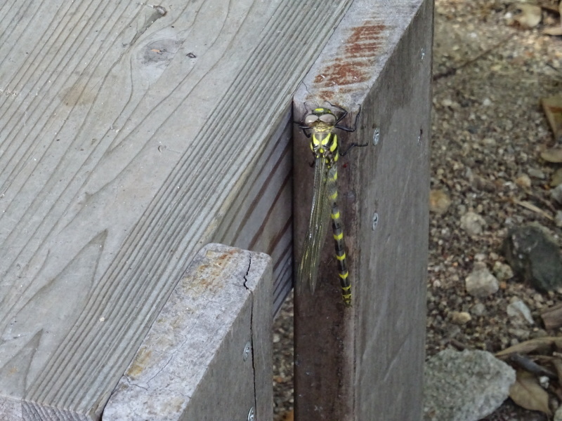 c0108460_21481676.jpg