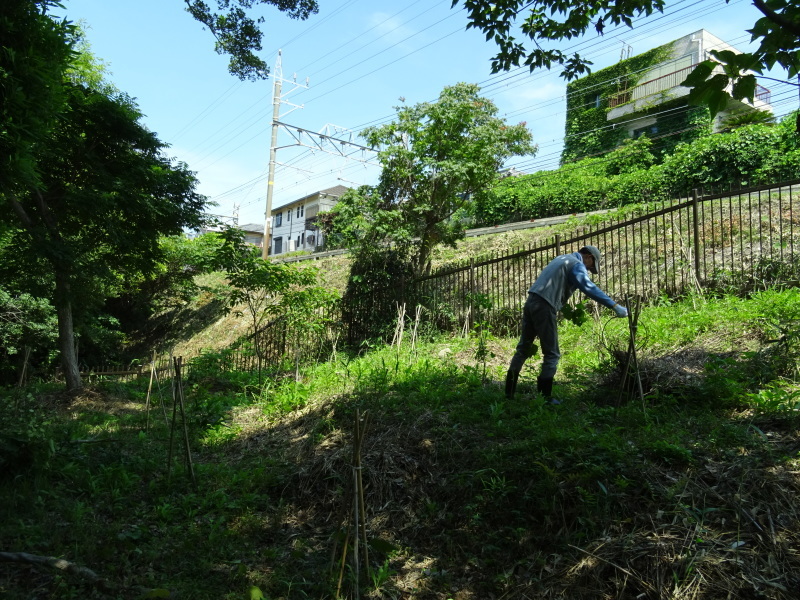 うみ森通路周辺草刈り＆小枝鉛筆ペンダント部品作り・・・うみべの森_c0108460_22052537.jpg