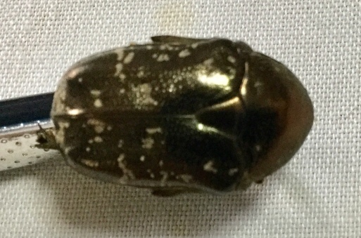 黄金虫 ドウガネブイブイ - Wikipedia