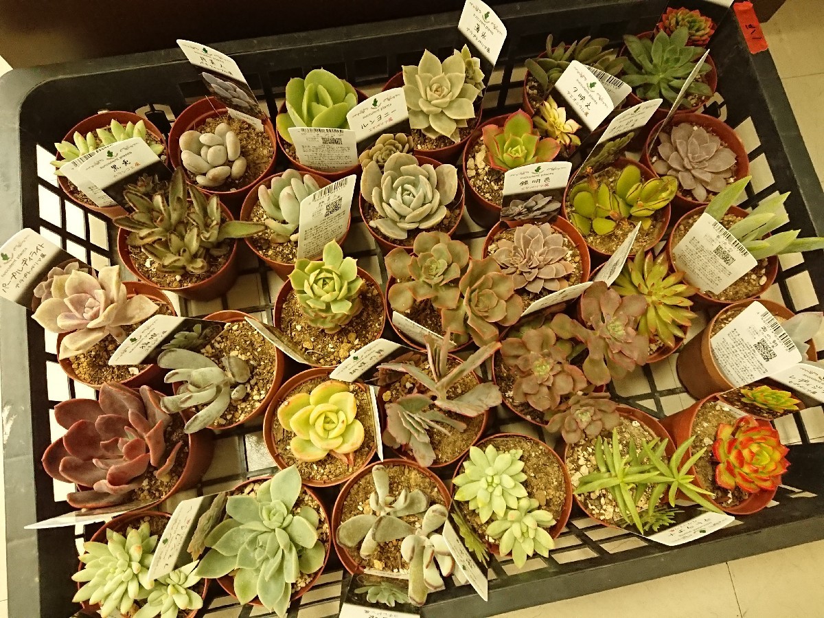 f0201565_08383368.jpg