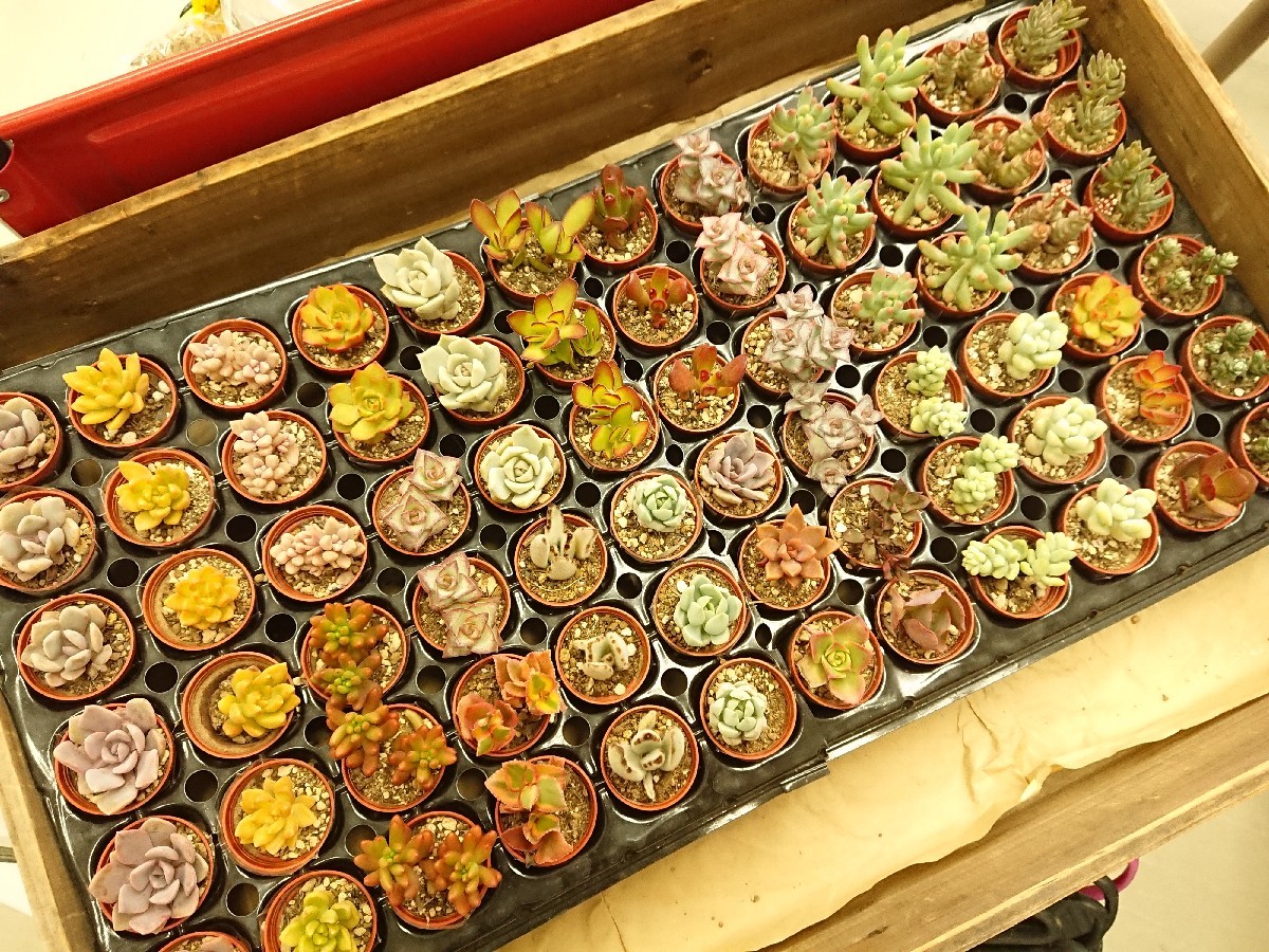 f0201565_08383376.jpg