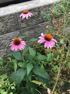 匝瑳移住者歓迎会とエキナセア_b0034072_17504668.jpg