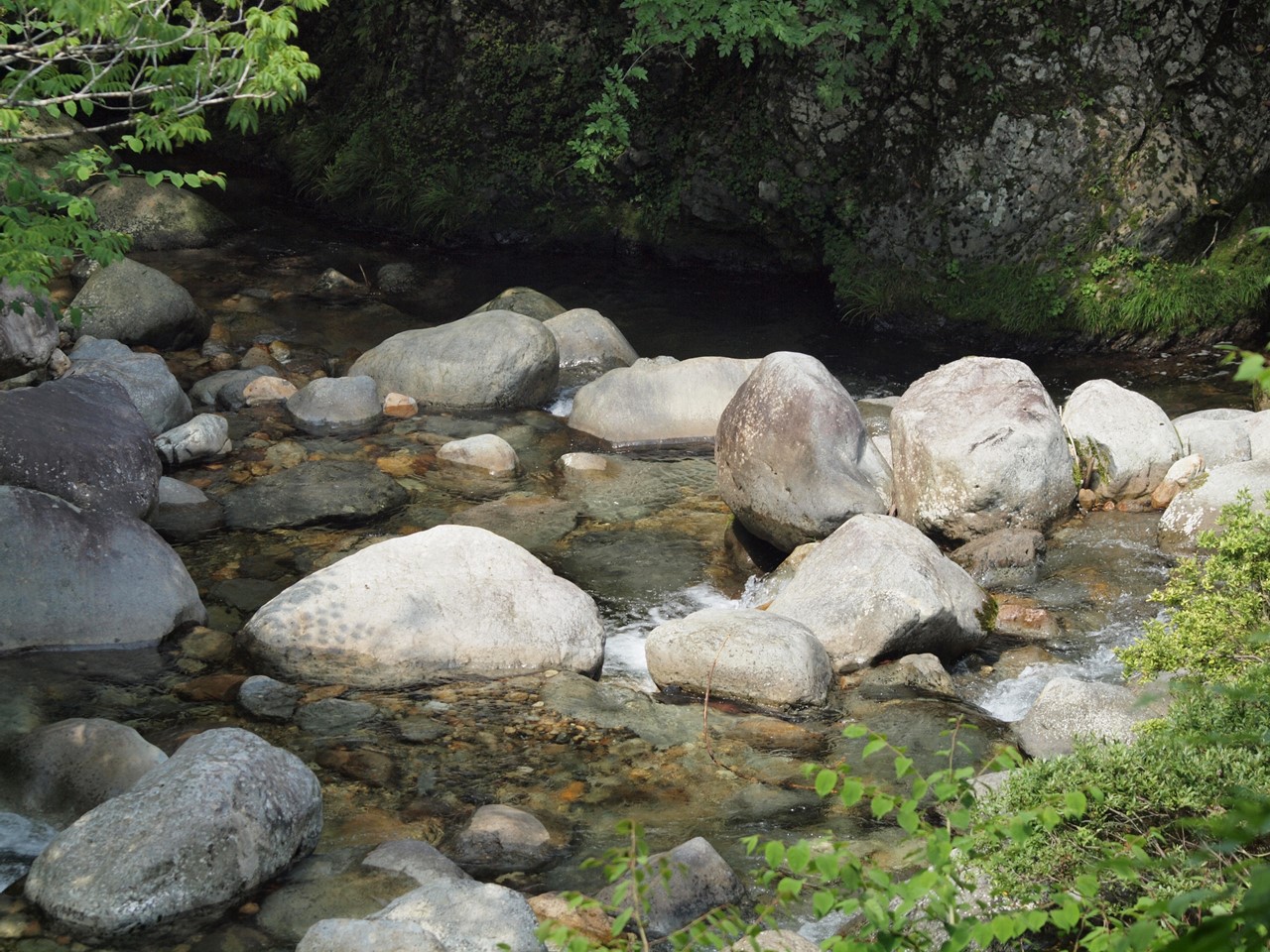 『粥川の流れと矢納ヶ渕の滝と植物達･･･』_d0054276_20272256.jpg