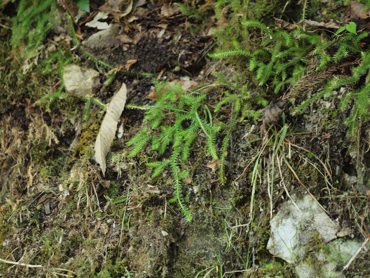 『粥川の流れと矢納ヶ渕の滝と植物達･･･』_d0054276_2029031.jpg