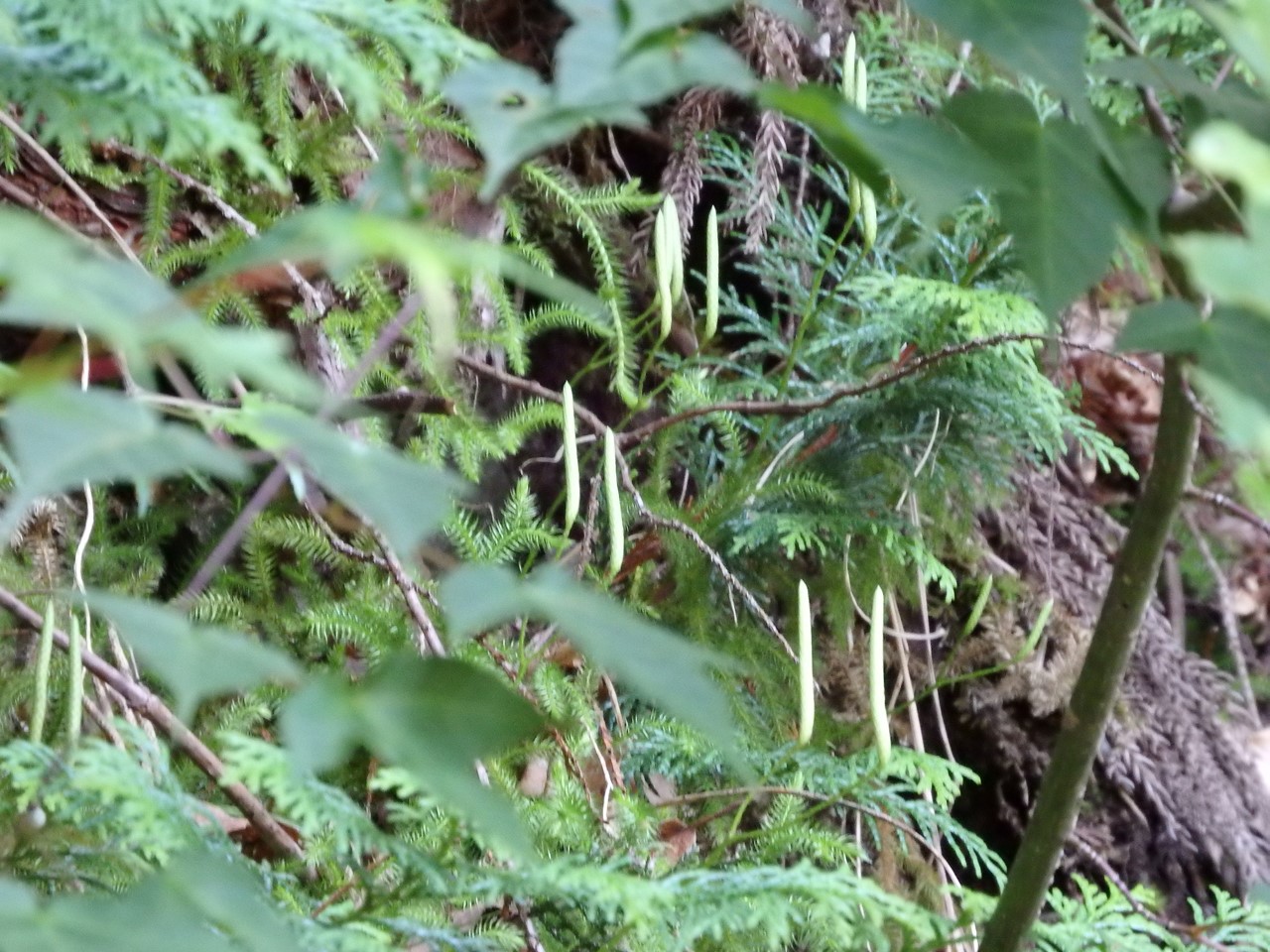 『粥川の流れと矢納ヶ渕の滝と植物達･･･』_d0054276_20291087.jpg