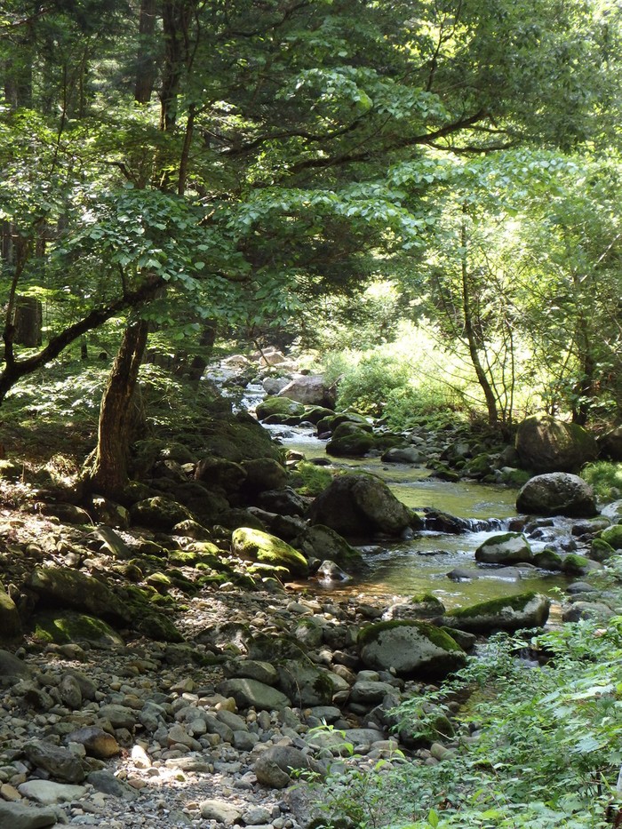 『粥川の流れと矢納ヶ渕の滝と植物達･･･』_d0054276_2033826.jpg