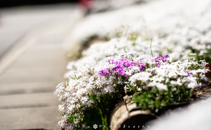 芝桜を見にいってきた。_f0150682_13015840.jpg