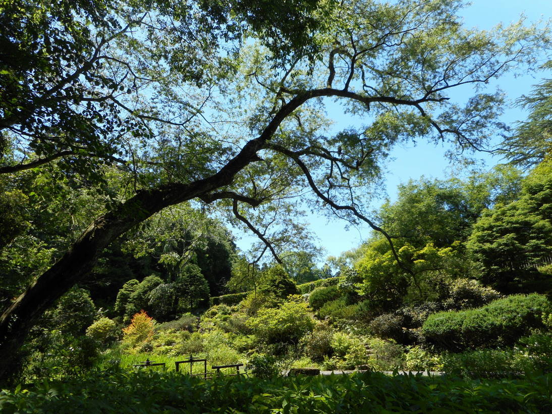 梅雨の合間は森林浴_f0075595_03004570.jpg