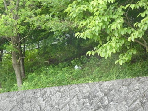 c0108198_15505582.jpg