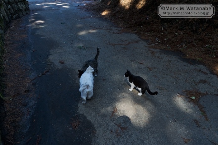 猫神社のニャンコの進む道_e0135098_07252429.jpg