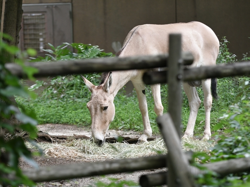 ミンミン、久しぶりに傍で_a0164204_10192823.jpg