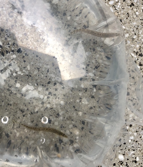 メダカのひょうたん池のビオトープ化 : 笑わせるなよ泣けるじゃ