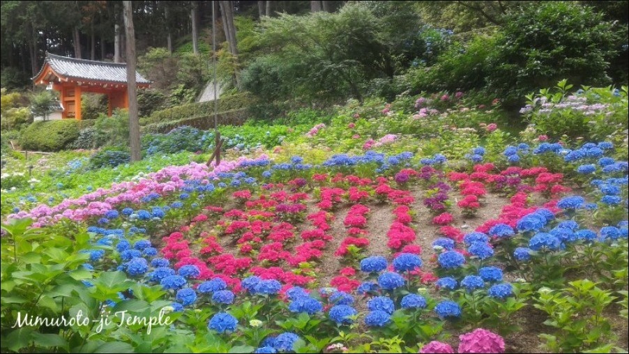 地震の日、紫陽花_b0086909_16484721.jpg