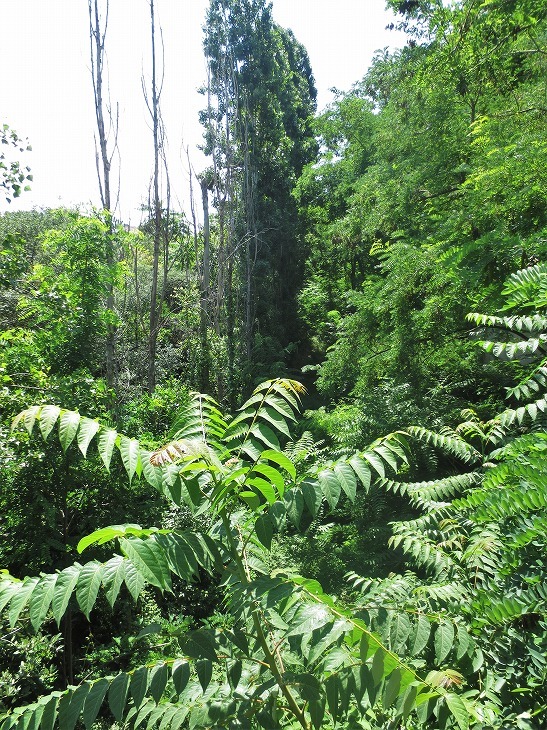 b0064411_07265681.jpg