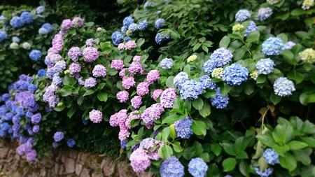 飛鳥山の紫陽花 : CROSS SKETCH
