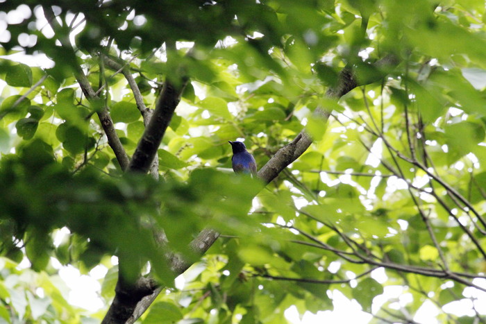 里山のサンコウチョウ と オオルリ若 _f0239515_21321046.jpg