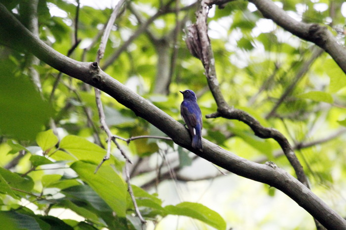 里山のサンコウチョウ と オオルリ若 _f0239515_2138131.jpg