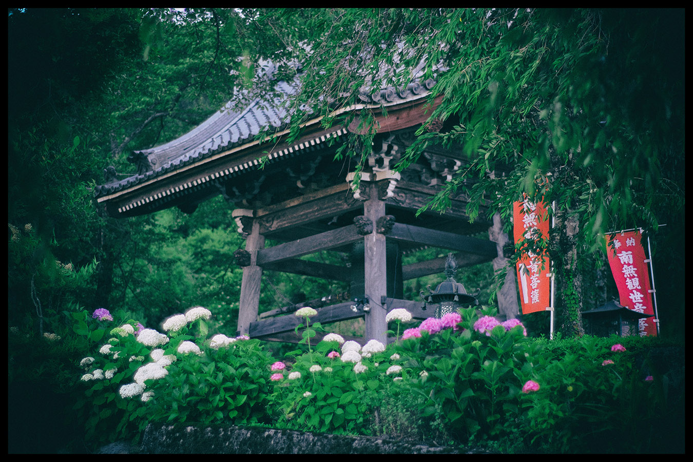 弓削寺のあじさい 岐阜県池田町 びっと飴
