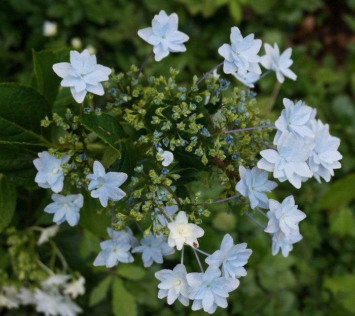 俣野別邸公園の紫陽花_e0021129_14531390.jpg