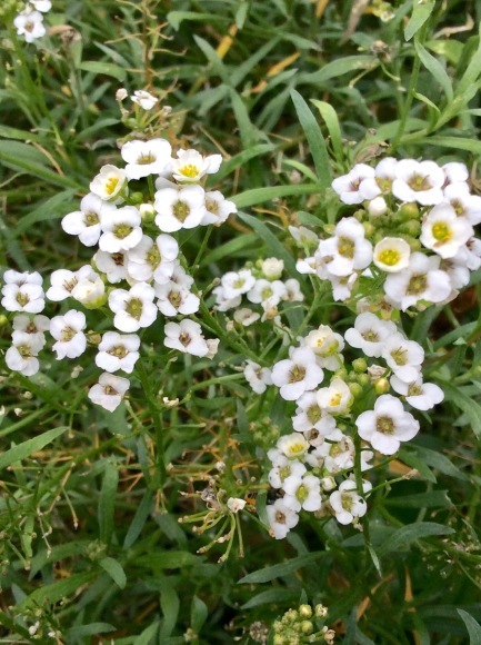 d0269832_11352140.jpeg