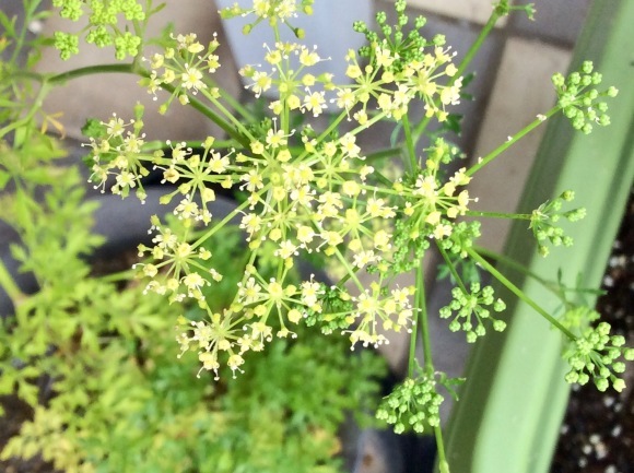 d0269832_11354726.jpeg