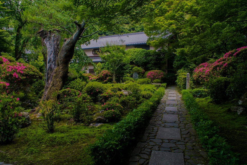 安楽寺～サツキの頃（少し紫陽花）_e0363038_15145889.jpg