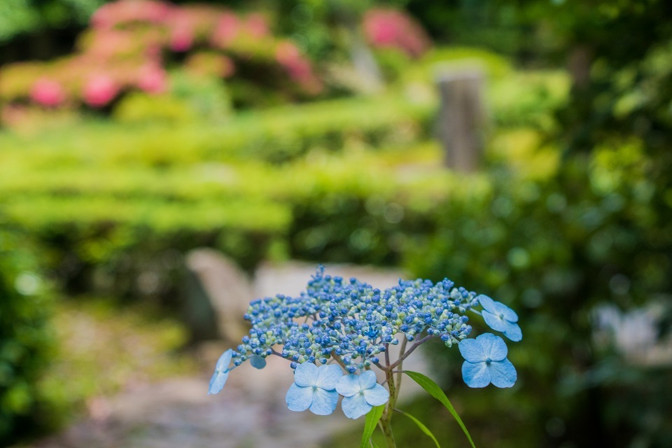 安楽寺～サツキの頃（少し紫陽花）_e0363038_15153272.jpg