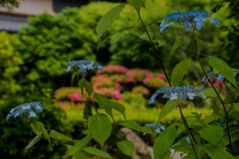 安楽寺～サツキの頃（少し紫陽花）_e0363038_15153669.jpg